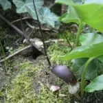 Arisarum proboscideum