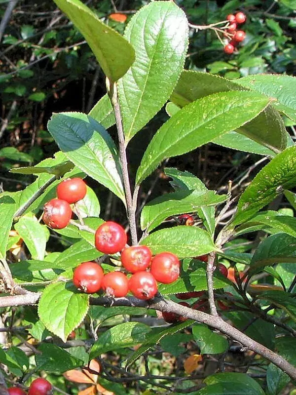 Aronia arbutifolia 