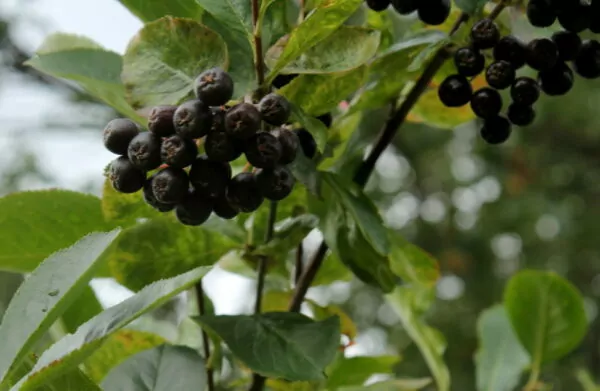 Aronia melanocarpa