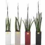 Sansevieria cylindrica