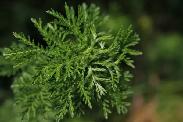 Piante mediterranee da giardino: Artemisia