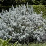 Artemisia arborescens