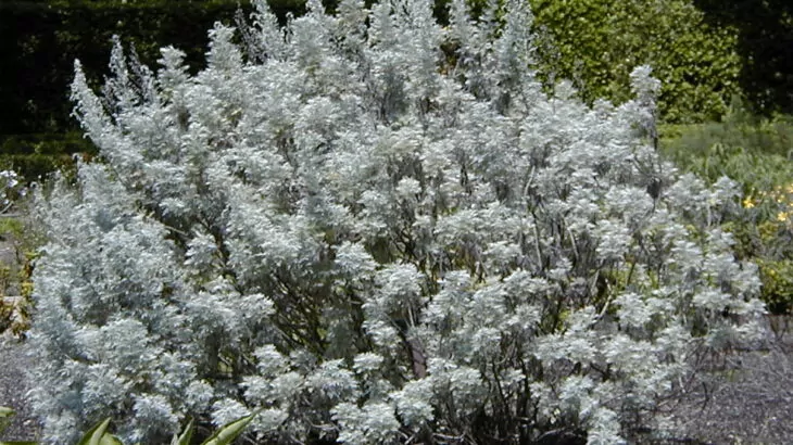 Artemisia arborescens