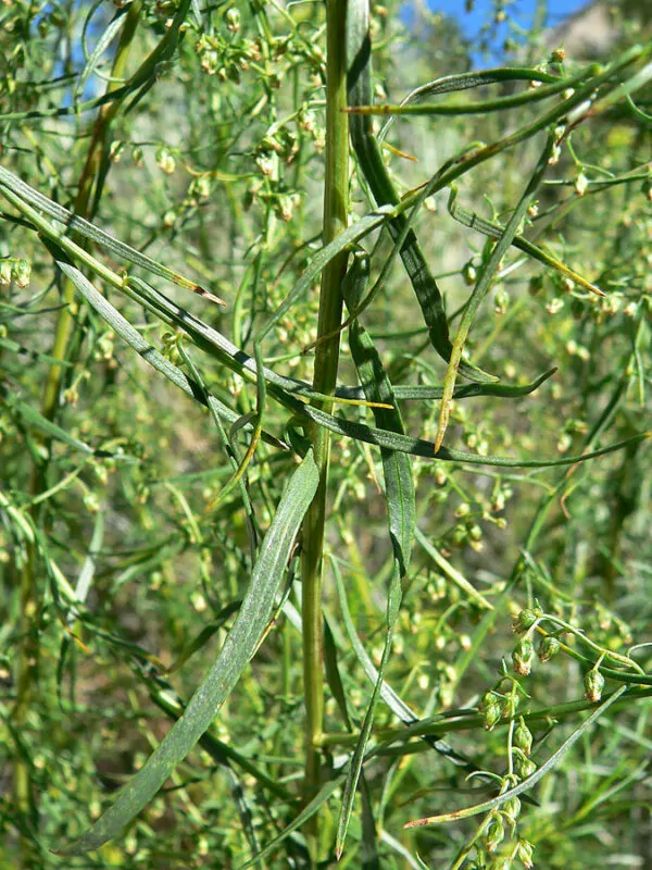Dragoncello (Artemisia dracunculus) 