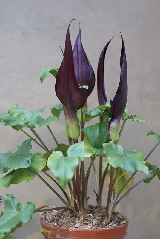 Arum purpureospathum