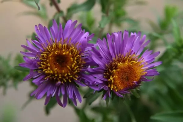 Aster novae-angliae 'Purple Dome'