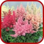 Astilbe