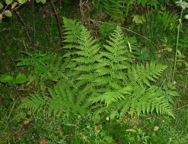 Felce Femmina Athyrium filix-femina