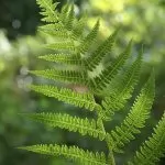 Felce Femmina – Athyrium filix-femina