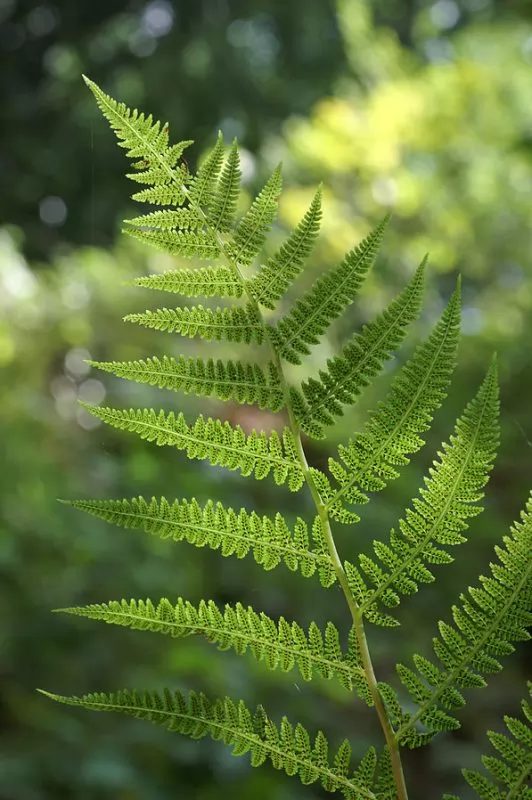 Felce Femmina Athyrium filix-femina