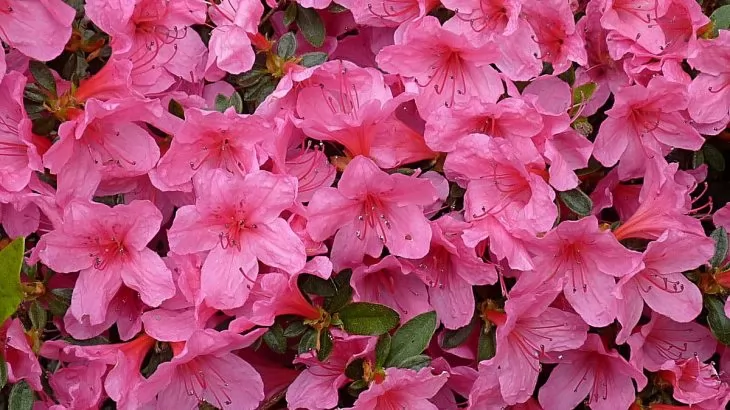 Azalea japonica