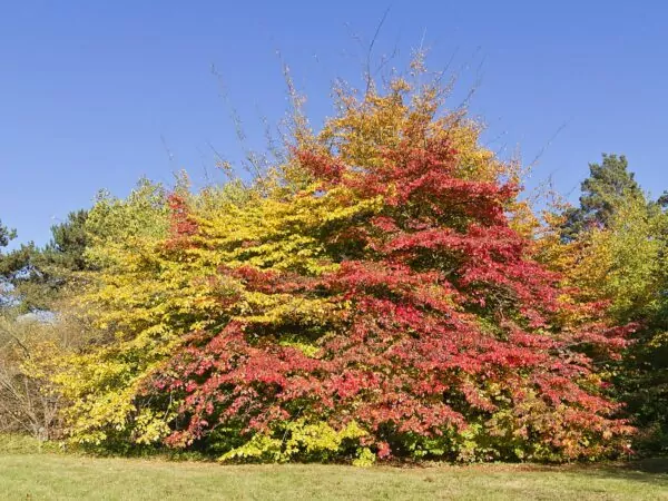 Parrotia persica