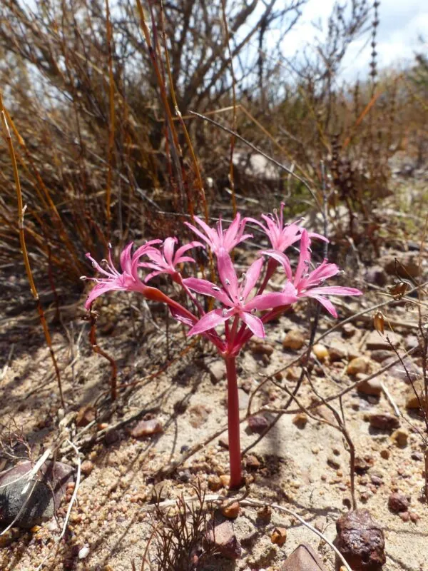 Brunsvigia elandsmontana