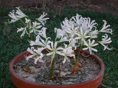 Brunsvigia gariepensis