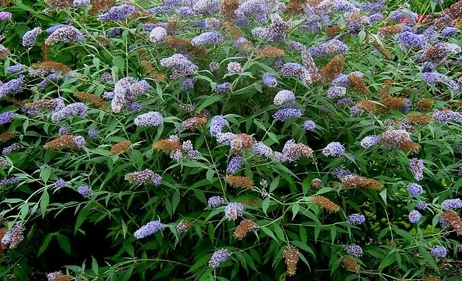 Buddleja davidii