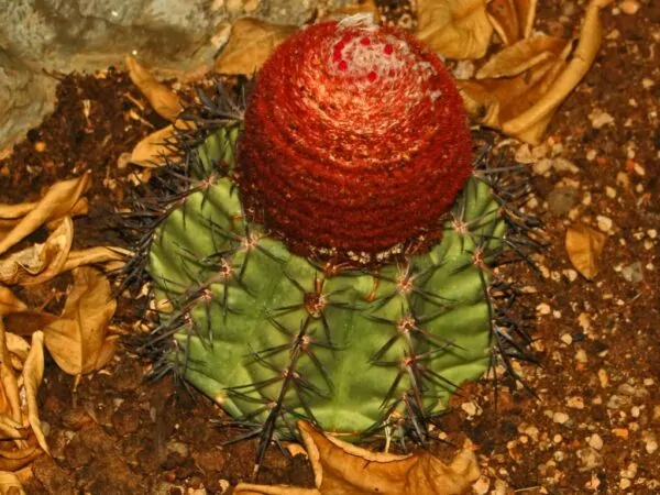 Melocactus matanzanus