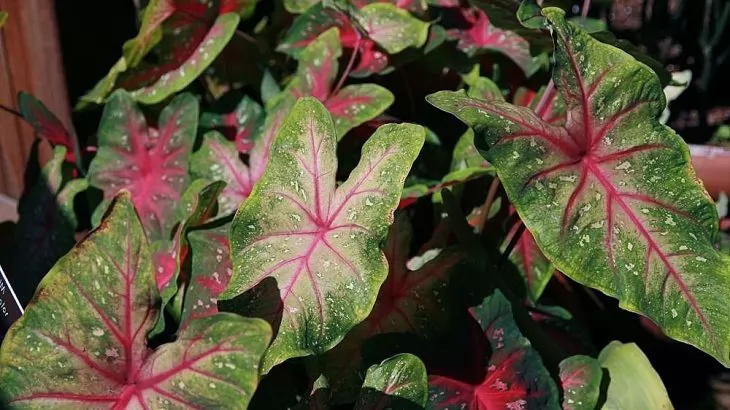 Caladium Bicolor