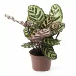 Calatea (Calathea)