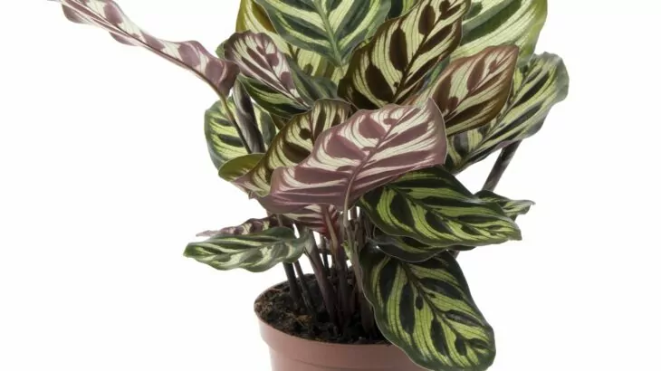 Calathea makoyana