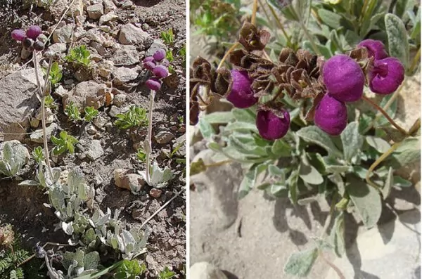 coltivazione calceolaria arachnoidea