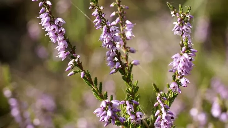 Calluna vulgaris