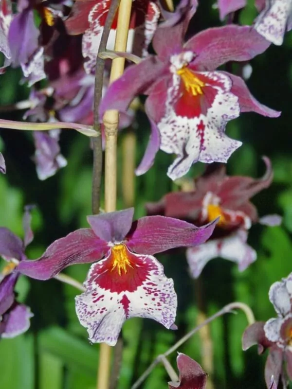 Orchidee Cambria
