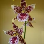 Orchidee Cambria