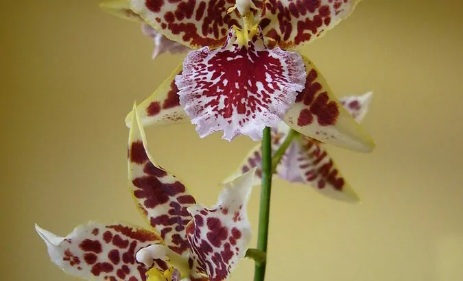 Orchidee Cambria
