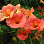 Campsis (Bignonia)