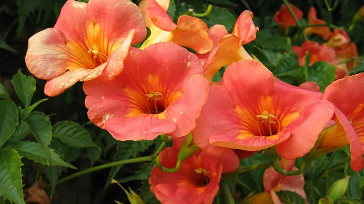 Campsis Grandiflora