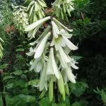 Cardiocrinum