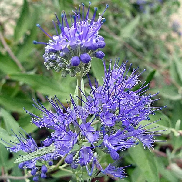 Caryopteris × clandonensis