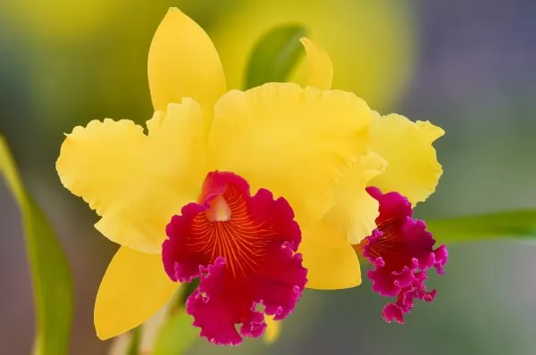 Cattleya
