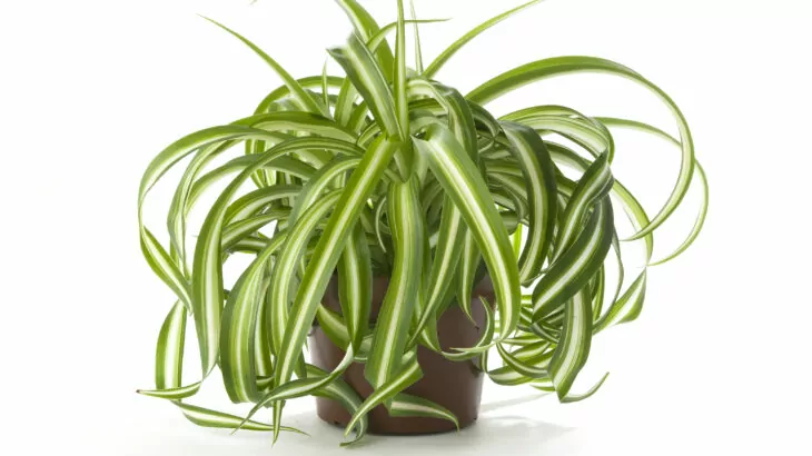 Chlorophytum comosum