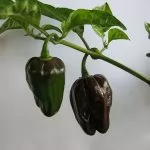 Habanero Peperoncino