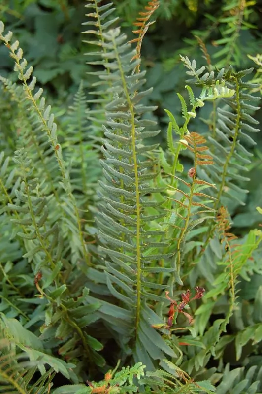 Polystichum acrostichoides