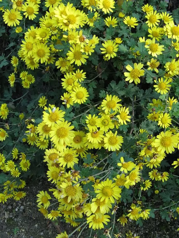 Chrysanthemum aphrodite