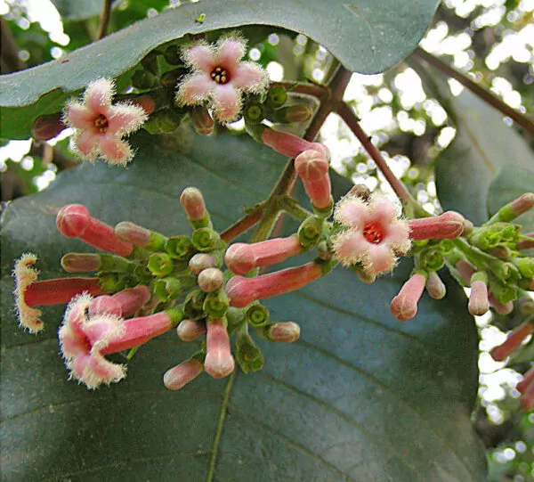 Cinchona pubescens