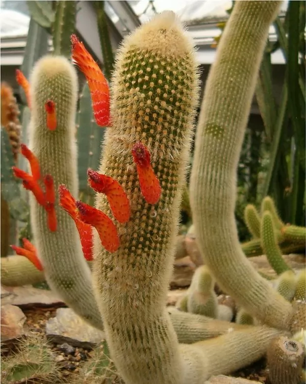 Cleistocactus brookei