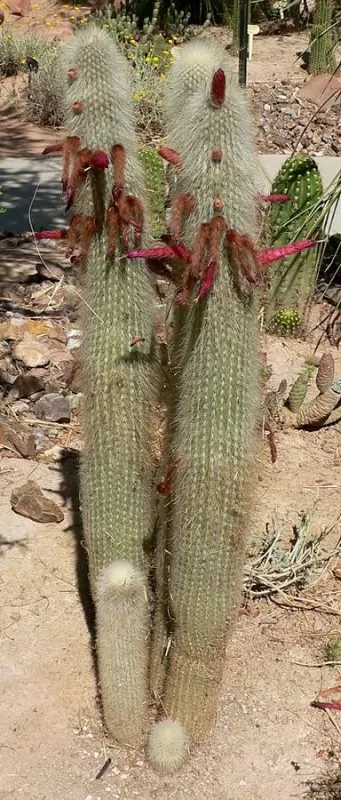 Cleistocactus strausii