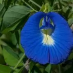 Clitoria ternatea