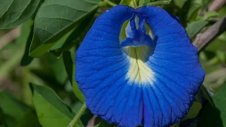 Clitoria blu ternatea