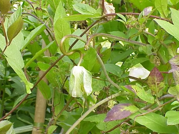 Cobaea scandens (Cobea)
