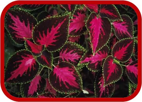 Coleus (Coleo)