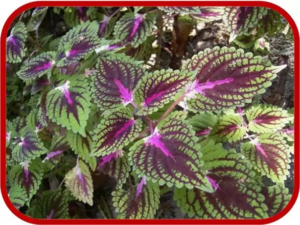 Coleus