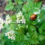 Coriandrum sativum (Coriandolo)