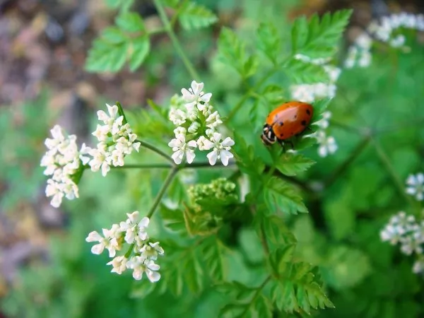 Coriandrum sativum