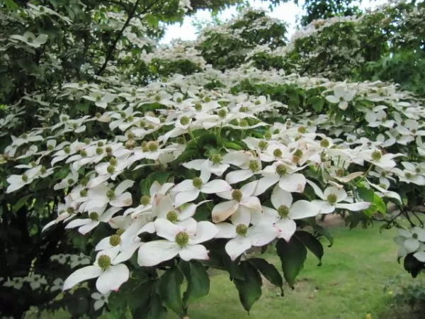 Coltivazione Corniolo giapponese (Cornus kousa)