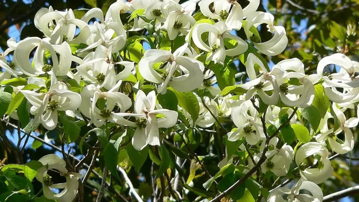 Corniolo da Fiore (Cornus florida)