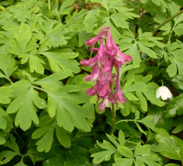 Corydalis intermedia